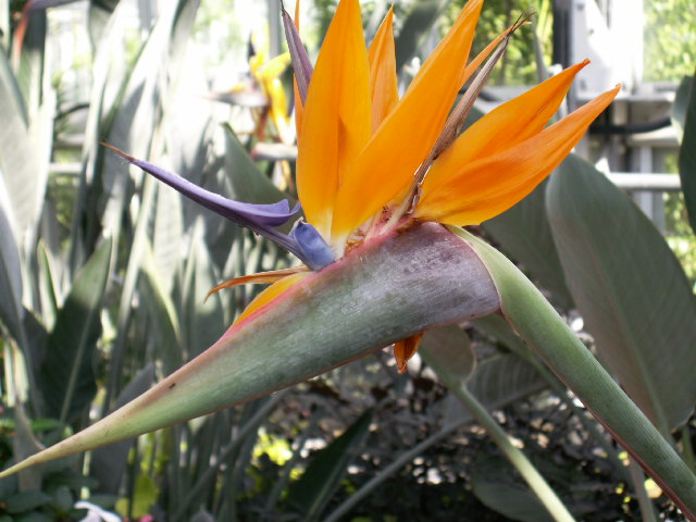 Strelitzia, Bird of Paradise flowering