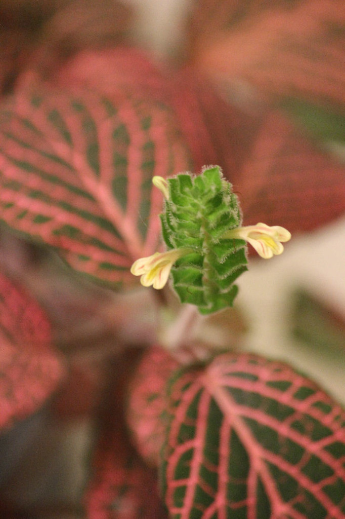 Flower on Fittonia Interior Plant