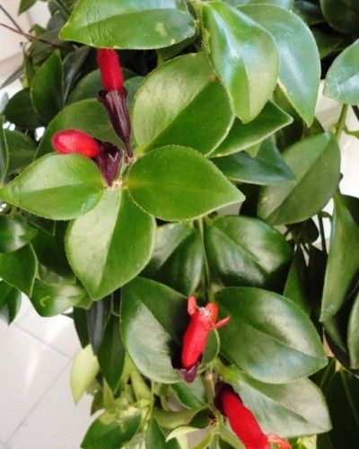 Flowers Leaves of Lipstick Plant