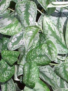 Pothos Plant Silver Satin Interior Plant