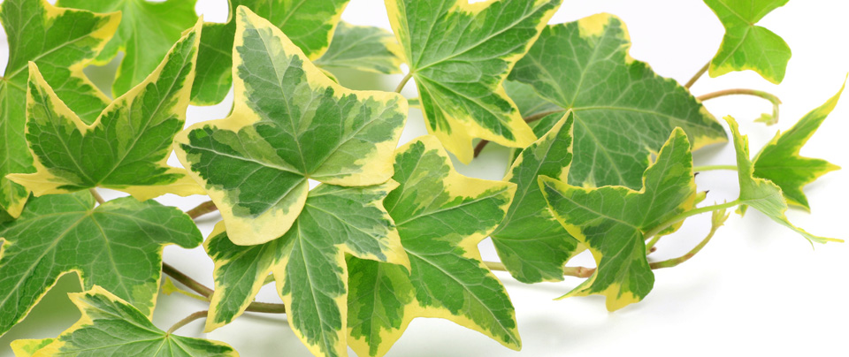 Variegated English Ivy Leaves