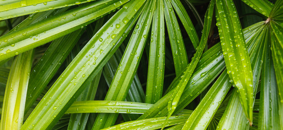 Rhapis Palm Frond