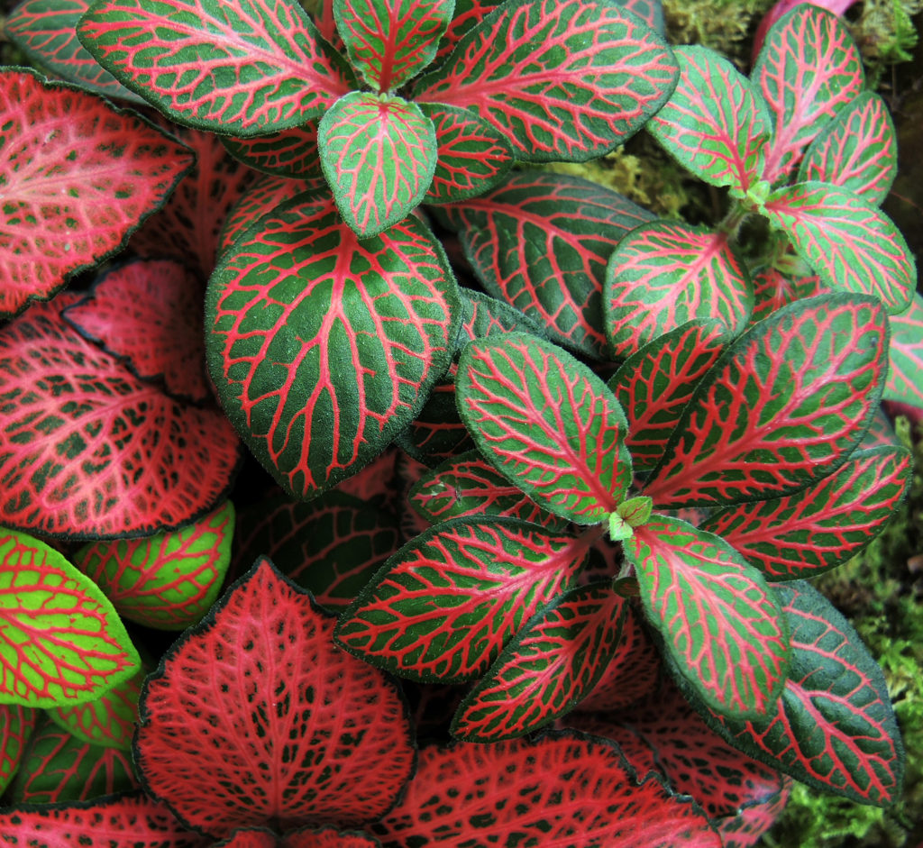 Fittonia Interior Plant