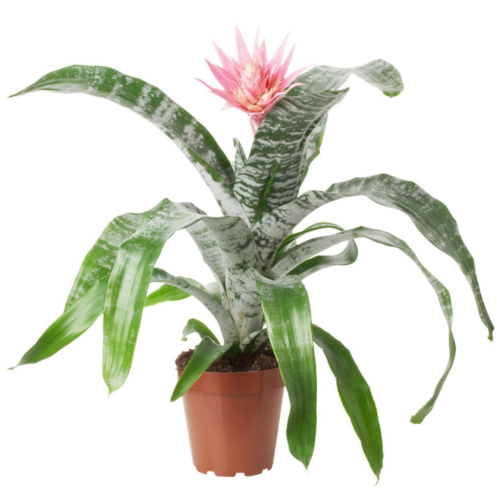 Bromeliad Aechmea Primera Interior Plant