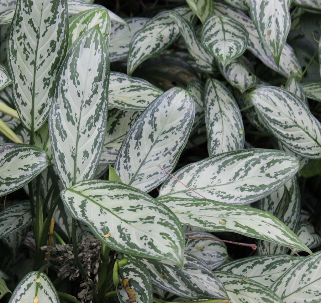 Aglaonema Silver Queen Interior Plant