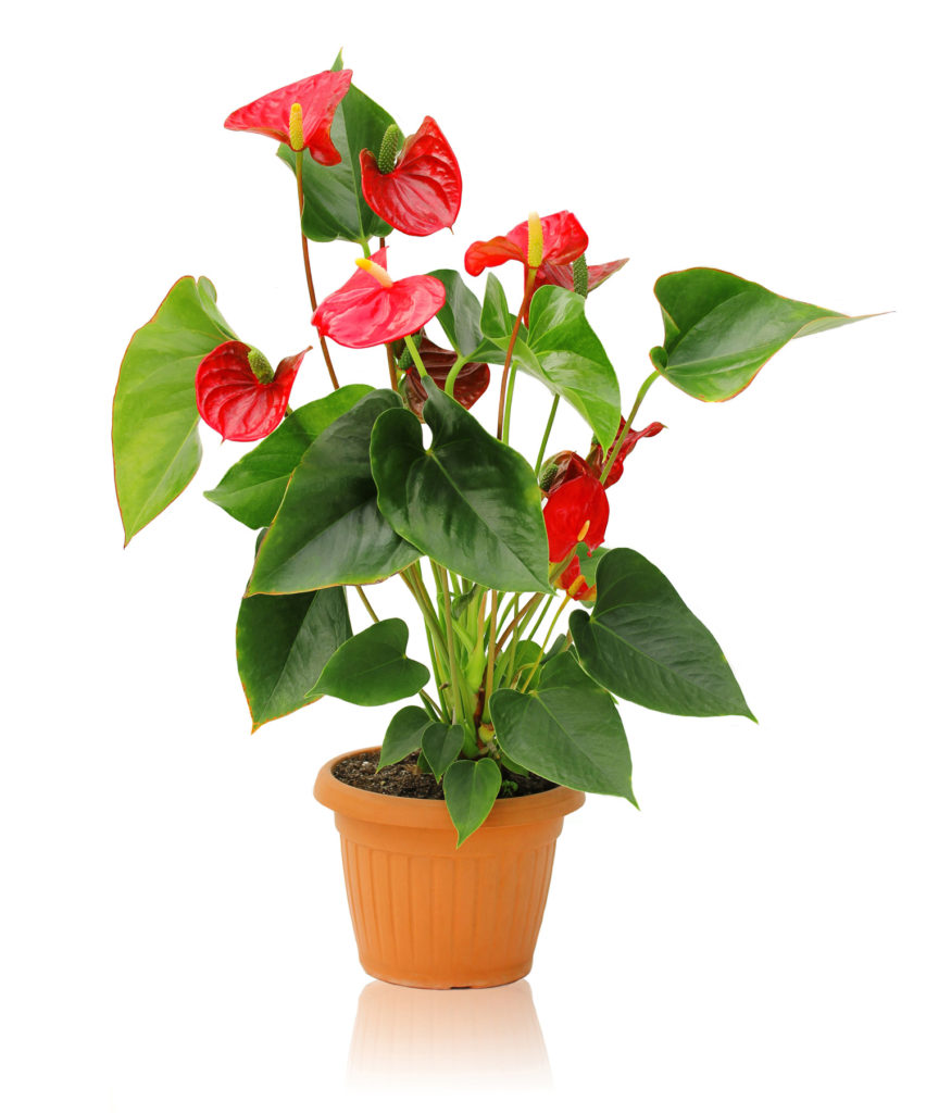 Anthurium Flowering Interior Plant