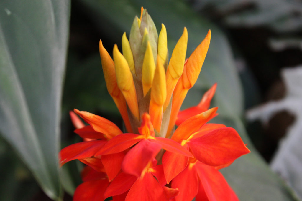 Aphelandra Aurantica Flower