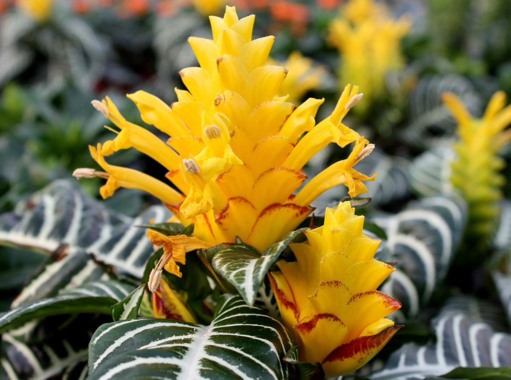 Flowers on Aphelandra Squarrosa Plant