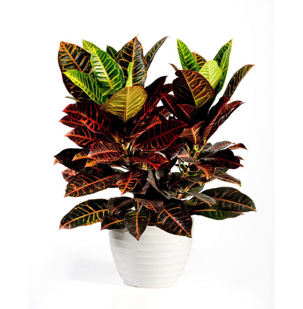 Croton Petra Interior Plant