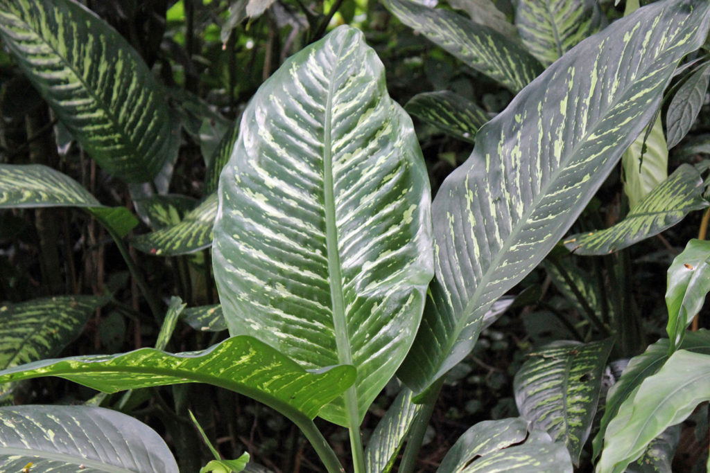 Dieffenbachia Interior Plant "Dumb Cane"