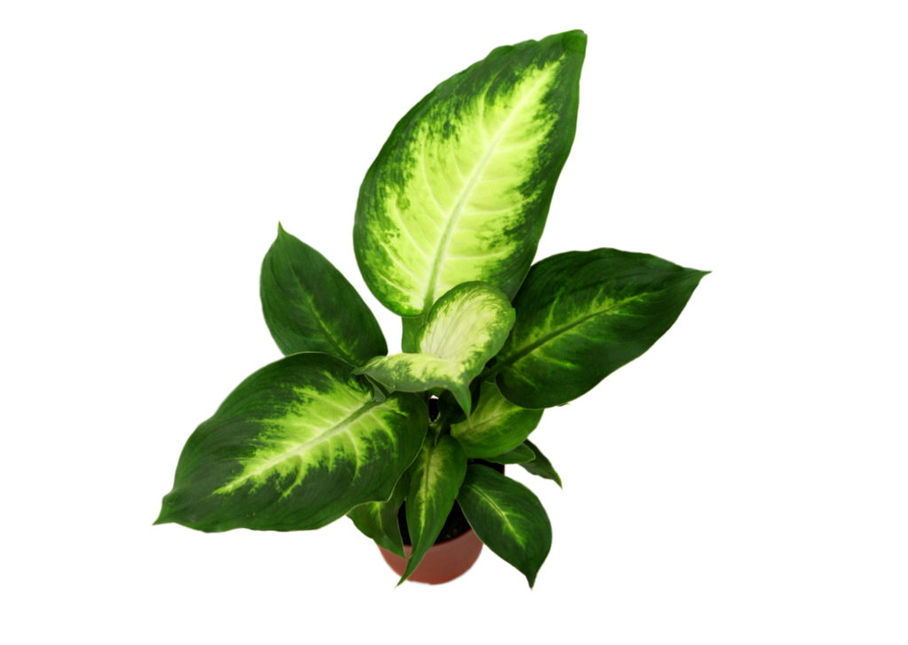 Dieffenbachia Camille Interior Plant