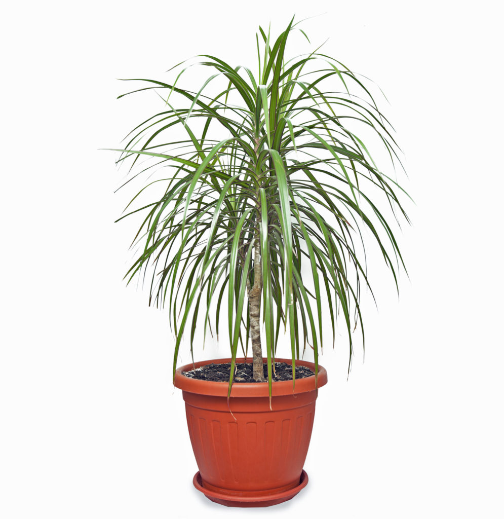 Dracaena Marginata Interior Plant