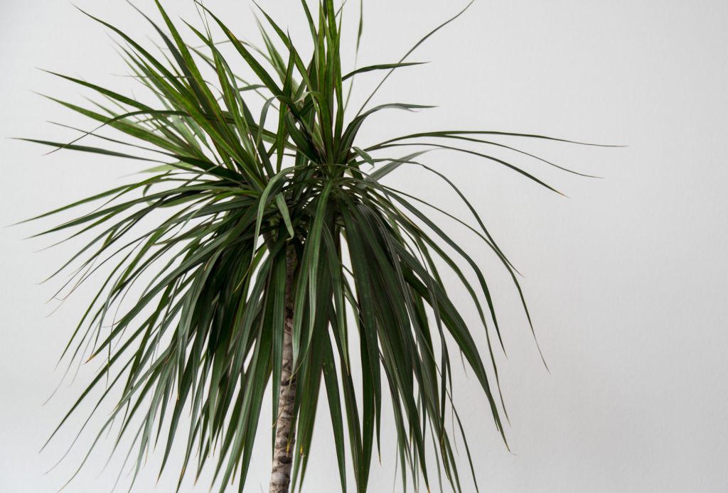 Interior Plant Dracaena Marginata