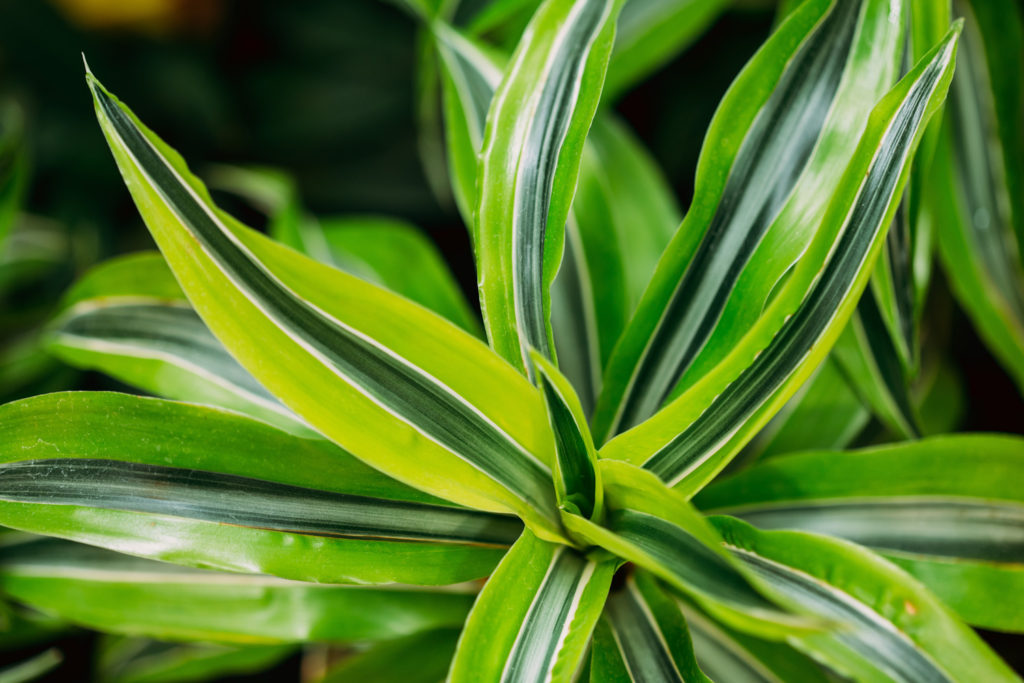 Interior Plant Dracaena Warneckii