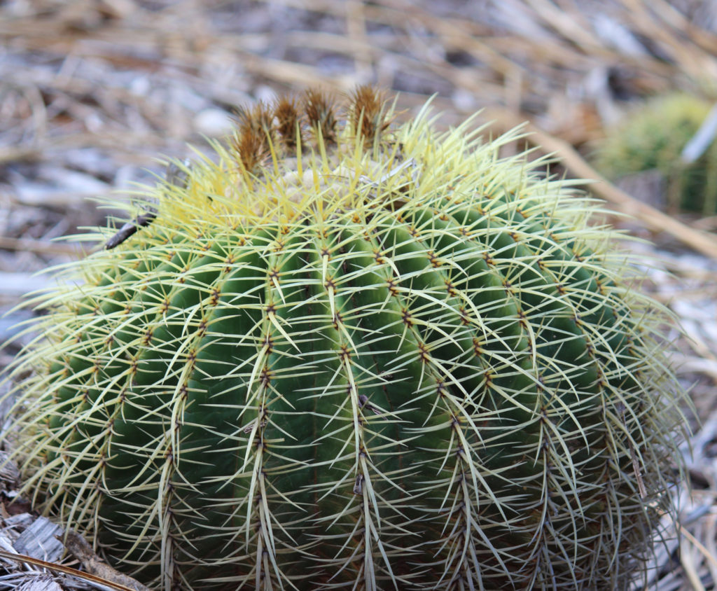 Golden Barrel Cactus Plant