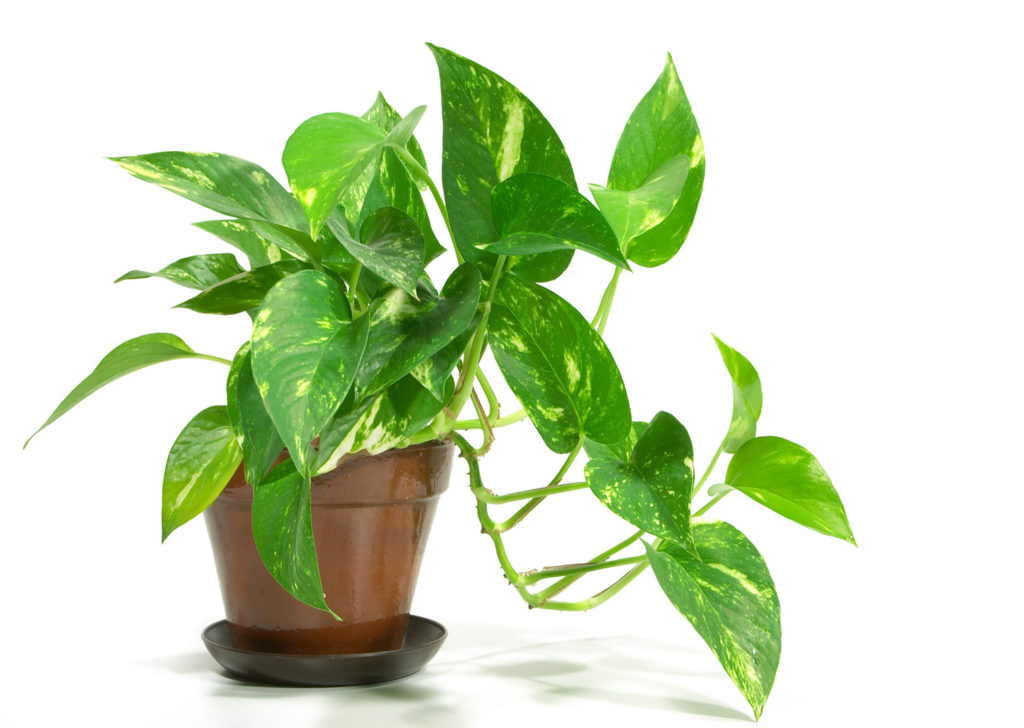 Golden Pothos Interior Plant