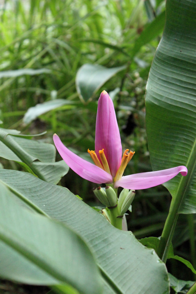 Musa Flower Banana Plant