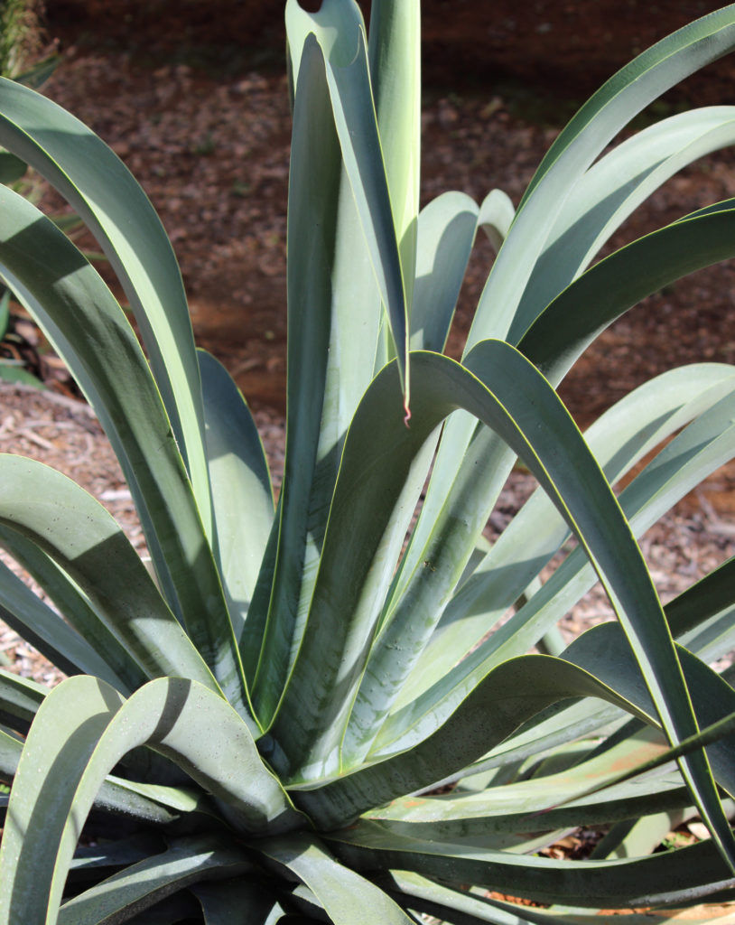 Octopus Agave Plant