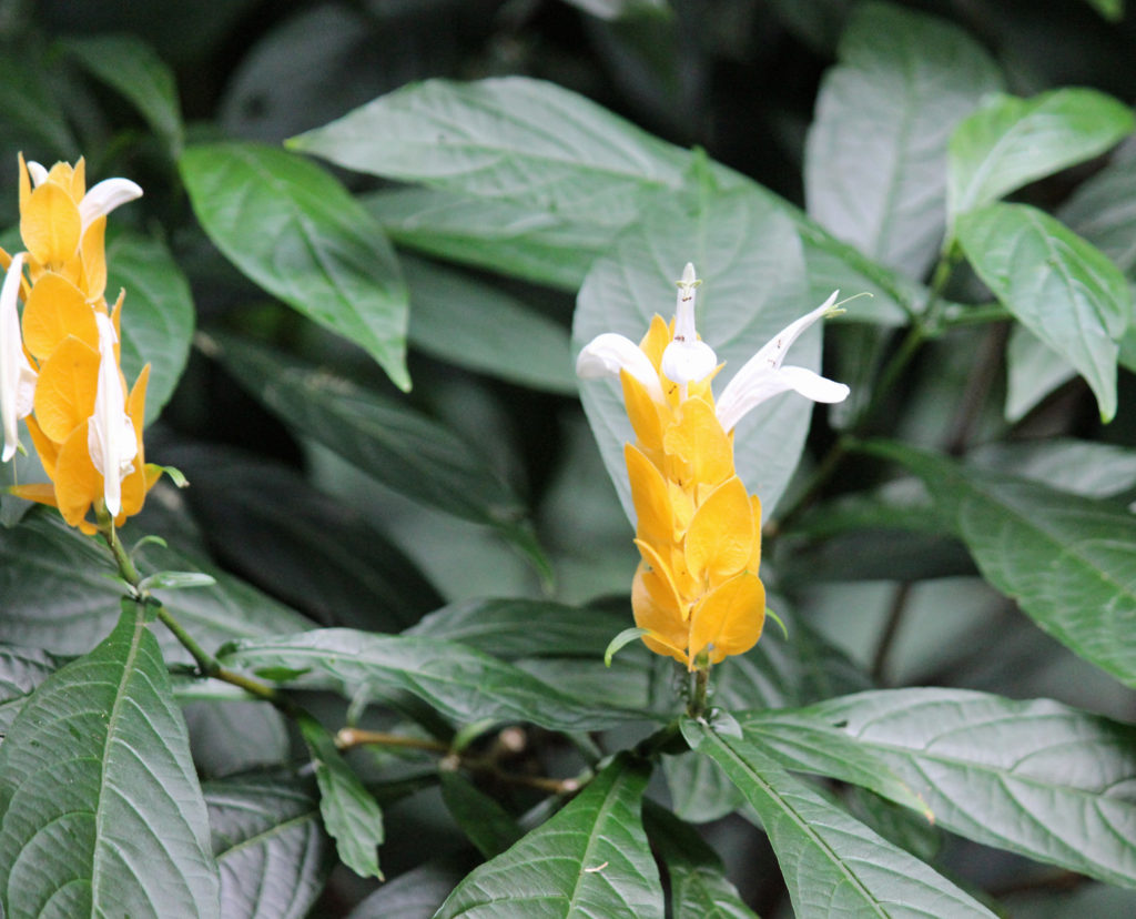 Lollipop Plant - Pachystachys lutea Interior Plant