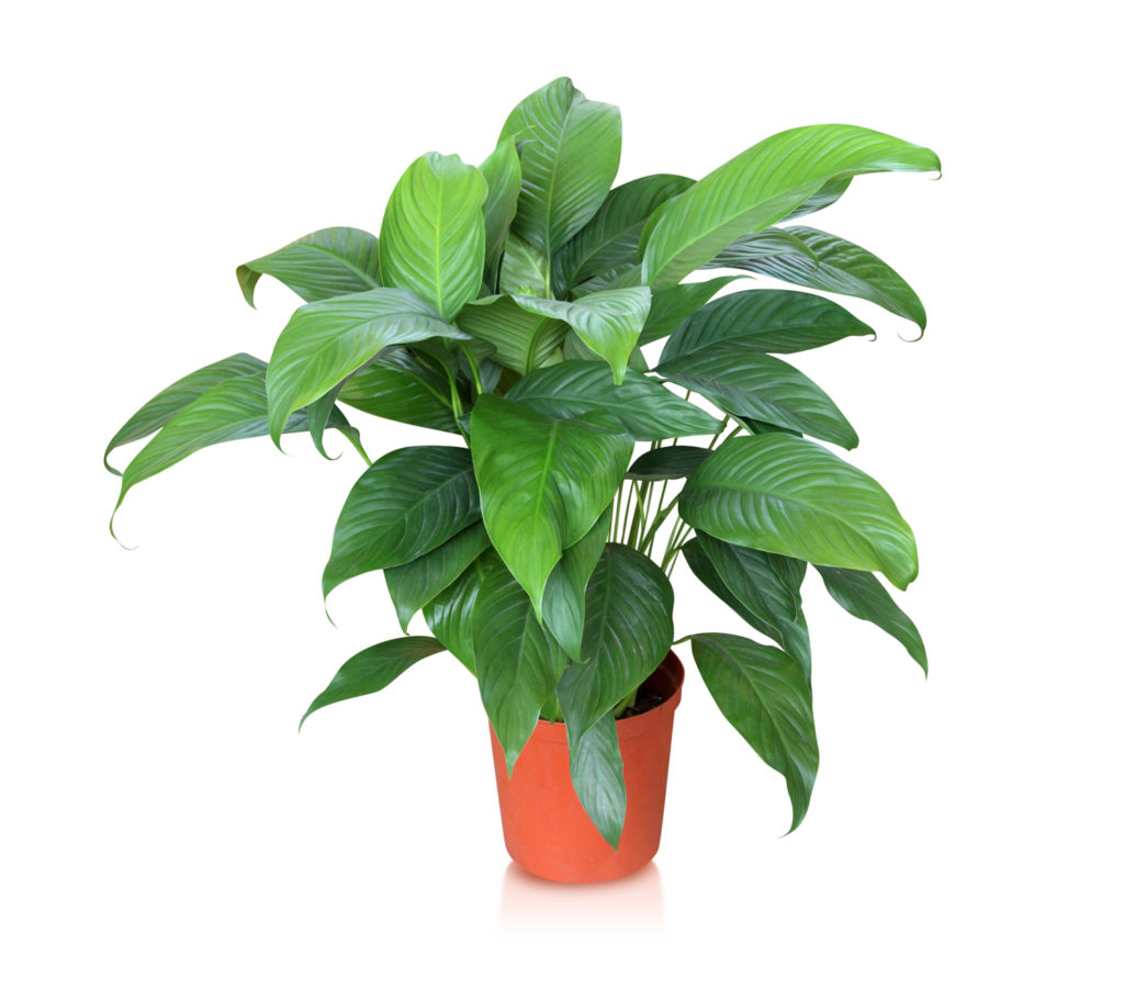 Peace Lily Interior Plant