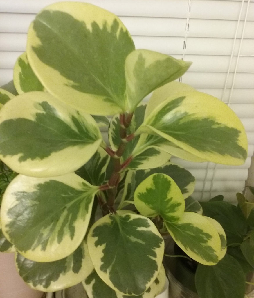 Variegated Peperomia Interior Plant