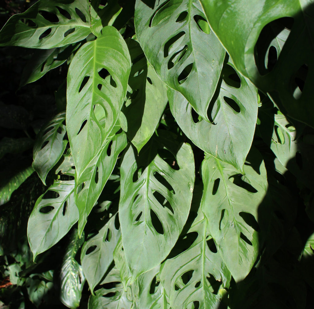 Philodendron Swiss Cheese Interior Plant