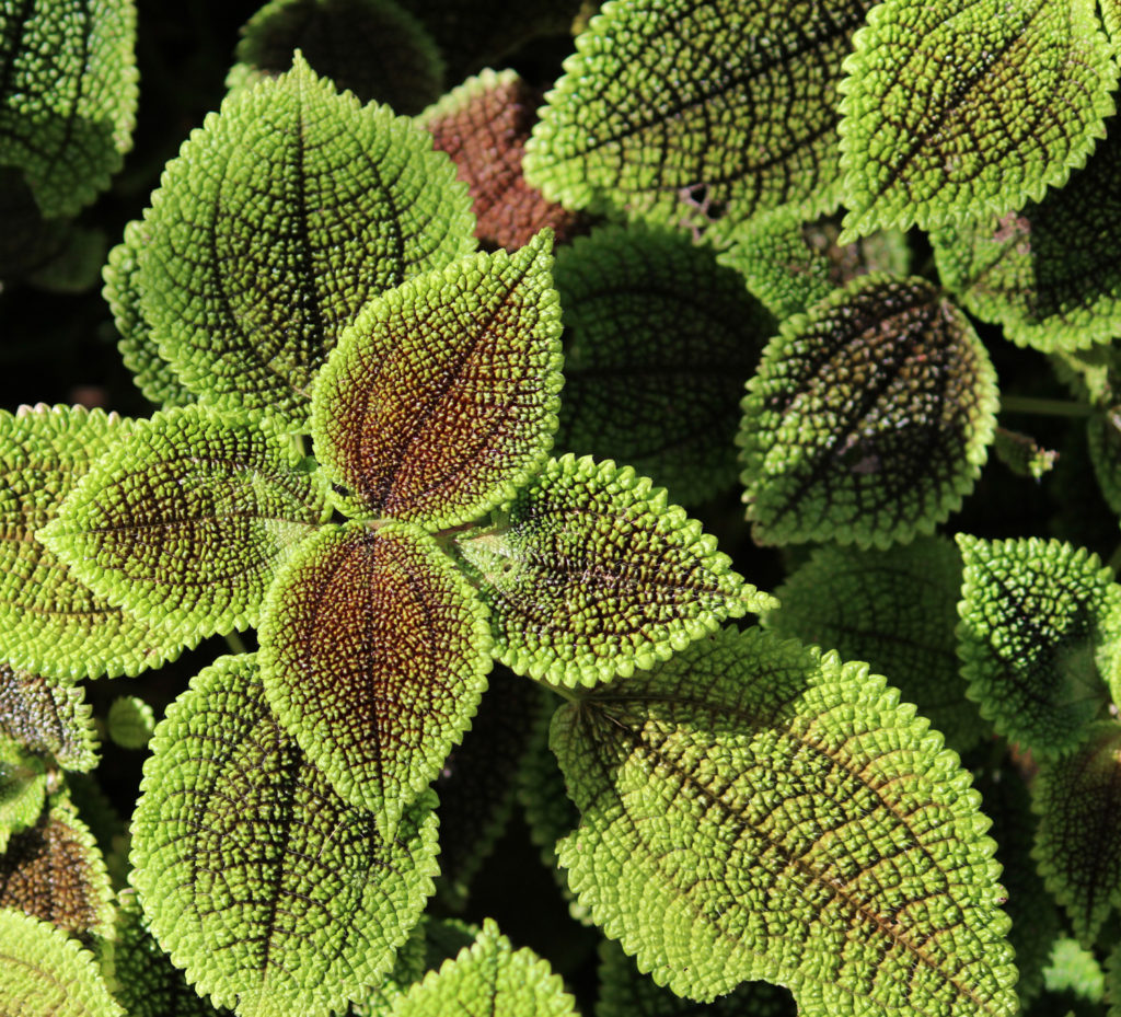 Pilea Inequalis Plant - West Indian Clearweed