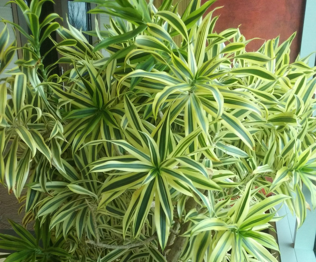 Pleomele Song of India Interior Plant