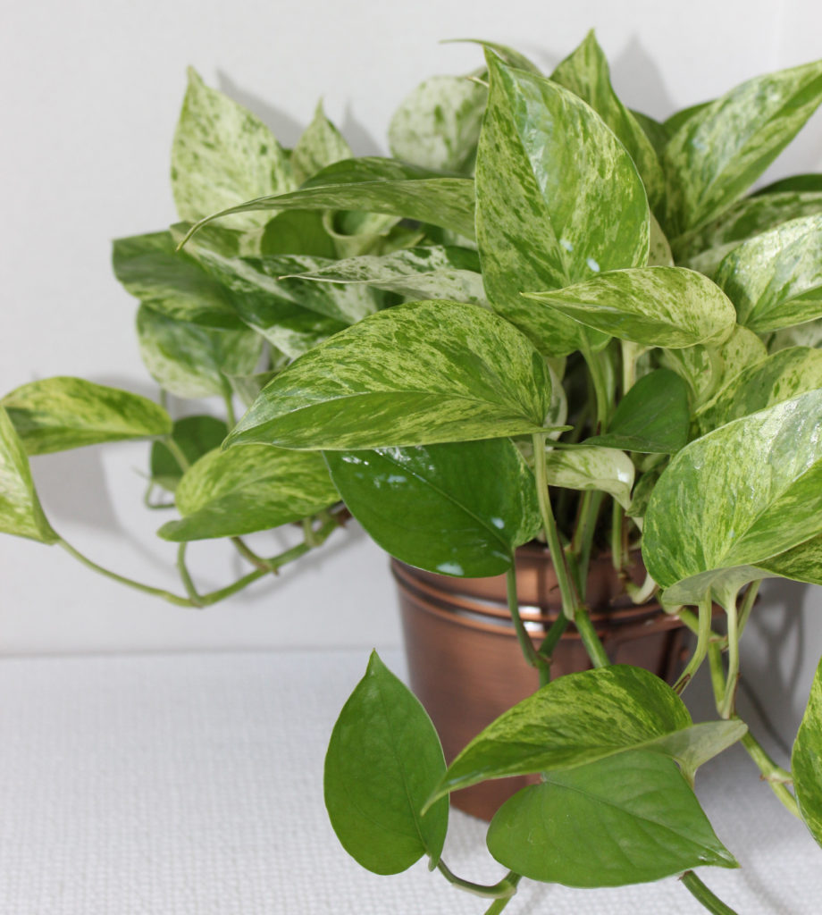 Pothos Marble Queen Interior Plant