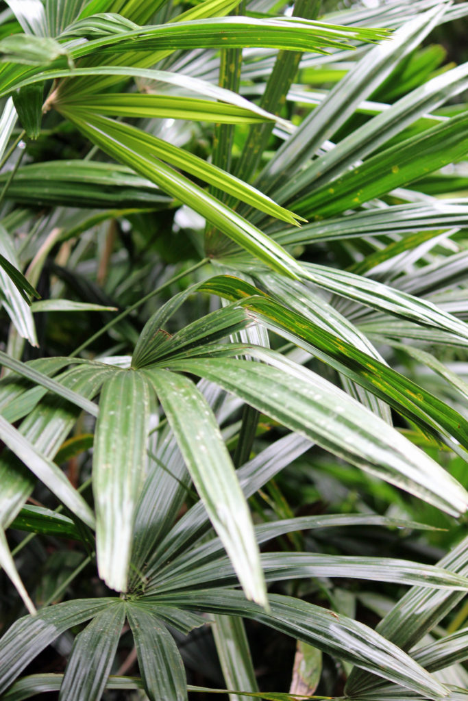 Rhapis Excelsa Palm Interior Plant