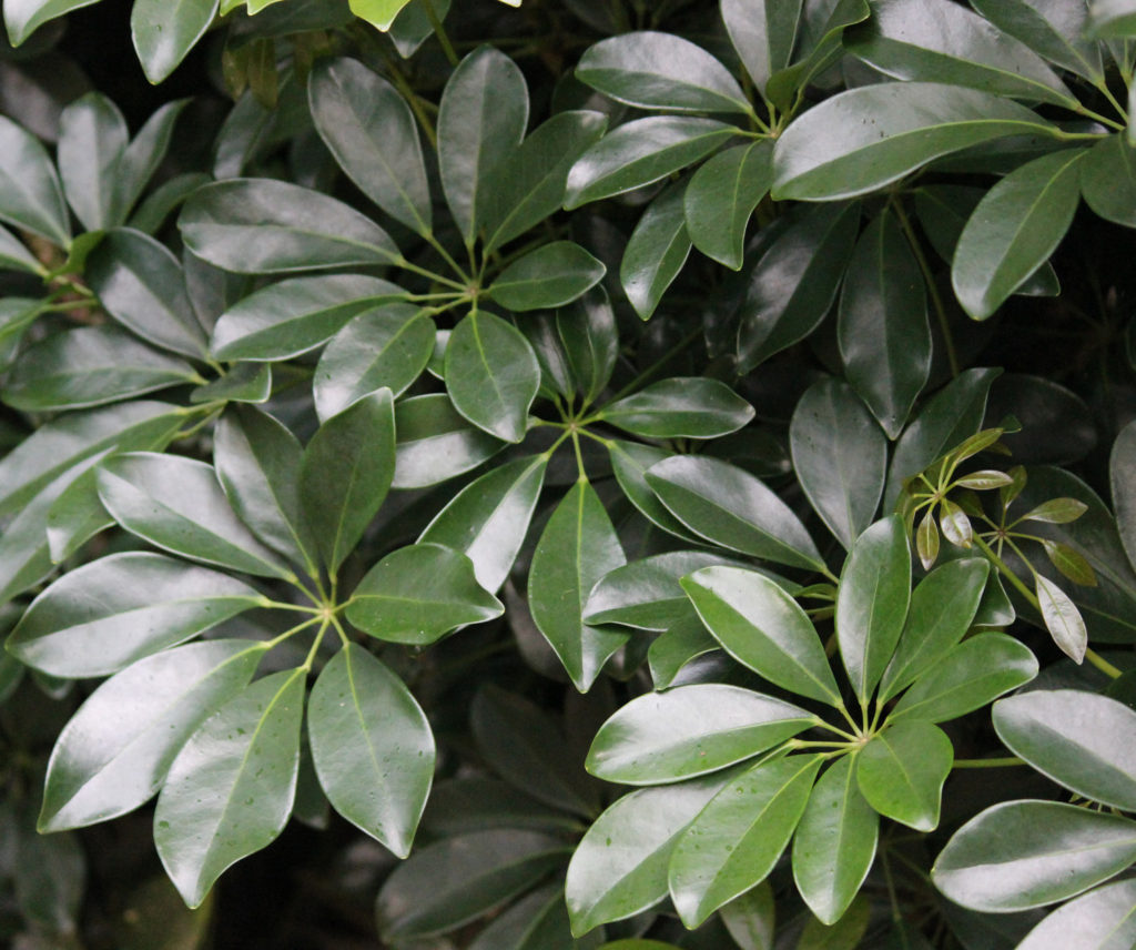 Schefflera Arboricola Interior Plant