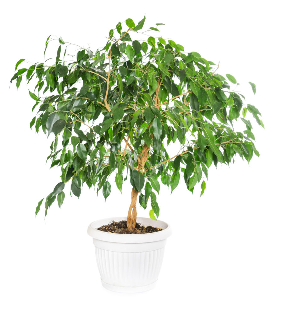 Ficus Benjamina (Weeping Fig Tree) Interior Plant