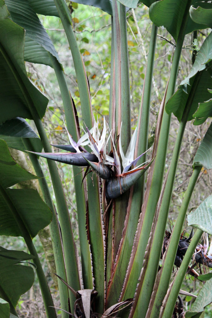 White Bird of Paradise Flowering Interior Plant